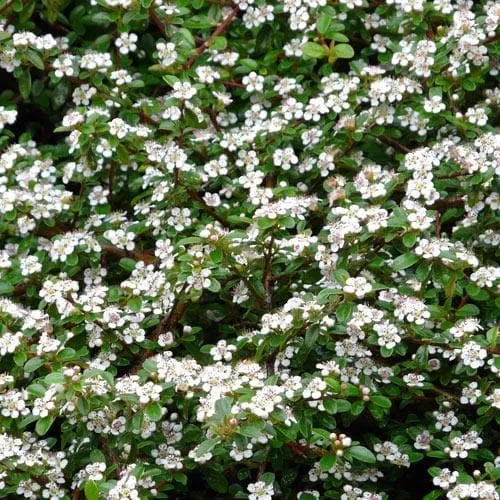 Cotoneaster dammeri