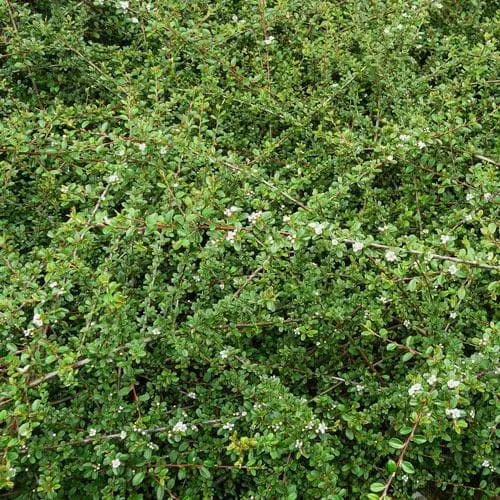 Cotoneaster dammeri