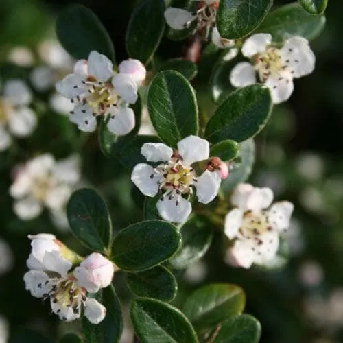 Cotoneaster dammeri